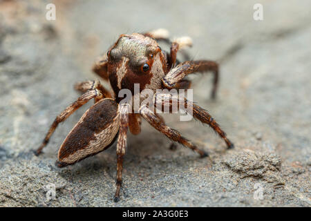 Il nord del Jumping Spider, Euryattus sp., con occhi grandi e soffici palpi Foto Stock