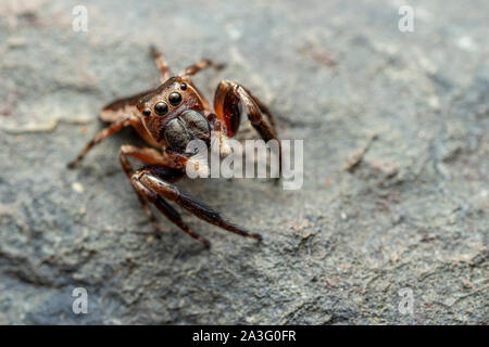 Il nord del Jumping Spider, Euryattus sp., con occhi grandi e soffici palpi Foto Stock