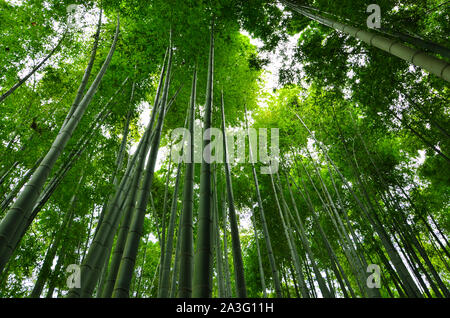 Gli alberi di bambù in Kamakura, Giappone Foto Stock