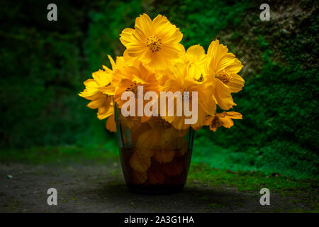 Giallo decorativo Ulam raja in vaso in vetro, con moss sfondo. Foto Stock