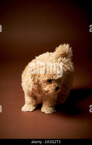 Piccolo cucciolo di cane è camminare su sfondo marrone Foto Stock