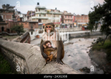 Una scimmia e il Bambino al Tempio di Pashupatinath a Kathmandu. Foto Stock