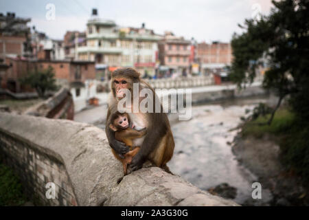 Una scimmia e il suo bambino su un muro al tempio di Pashupatinath a Kathmandu. Foto Stock