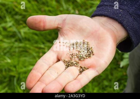 Una mano d'uomo azienda Sementi di fiori selvaggi che è stata collectedopen mano Foto Stock