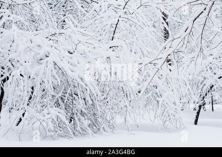 Bellissimi alberi coperti di neve bianca. Winter Park. La neve copre la foresta. Un sacco di neve soffice. Sfondo per il nuovo anno card. Foto Stock