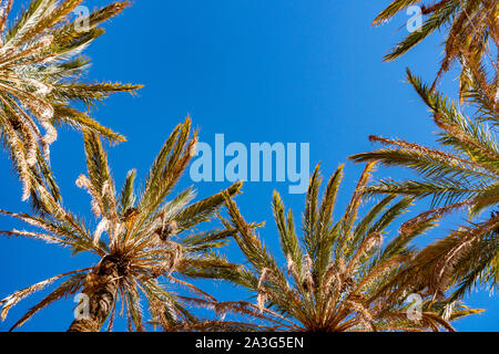 Esotiche palme tropicali in estate, vista dalla parte inferiore fino al cielo di giorno di sole Foto Stock