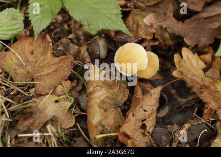 Ciuffo di zolfo i funghi di bosco Foto Stock