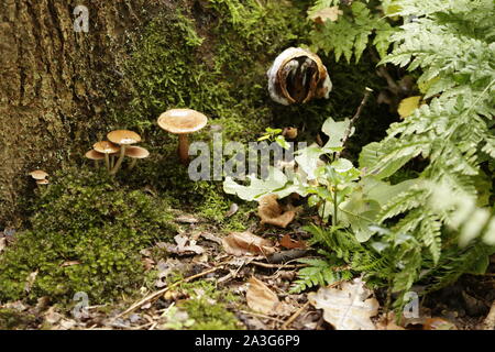 Ciuffo di zolfo i funghi di bosco Foto Stock