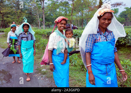 India Milano più foglie di tè spiumatura donna sul loro modo di lavorare sulla piantagione 12-4-2018 foto Jaco Klamer Foto Stock