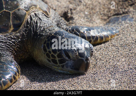 Una tartaruga marina si trova con la sua testa su di una spiaggia di sabbia nera dopo aver strisciato fuori del Pacifico. Foto scattata vicino a Kona sulla Big Island, Hawaii, STATI UNITI D'AMERICA Foto Stock