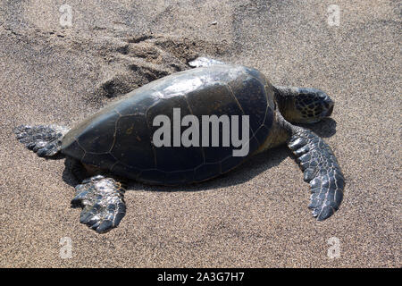 Una tartaruga marina si trova con la sua testa su di una spiaggia di sabbia nera dopo aver strisciato fuori del Pacifico. Foto scattata vicino a Kona sulla Big Island, Hawaii, STATI UNITI D'AMERICA Foto Stock