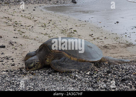 Una tartaruga marina si trova con la sua testa su di una spiaggia di sabbia nera dopo aver strisciato fuori del Pacifico. Foto scattata vicino a Kona sulla Big Island, Hawaii, STATI UNITI D'AMERICA Foto Stock