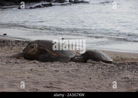 Una grande e una piccola tartaruga di mare sono sdraiato con le loro teste su una spiaggia di sabbia nera. Foto scattata vicino a Kona sulla Big Island, Hawaii, STATI UNITI D'AMERICA Foto Stock