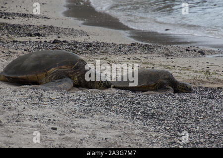 Una grande e una piccola tartaruga di mare sono sdraiato con le loro teste su una spiaggia di sabbia nera. Foto scattata vicino a Kona sulla Big Island, Hawaii, STATI UNITI D'AMERICA Foto Stock
