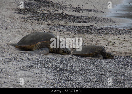 Una grande e una piccola tartaruga di mare sono sdraiato con le loro teste su una spiaggia di sabbia nera. Foto scattata vicino a Kona sulla Big Island, Hawaii, STATI UNITI D'AMERICA Foto Stock