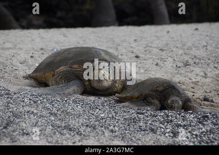 Una grande e una piccola tartaruga di mare sono sdraiato con le loro teste su una spiaggia di sabbia nera. Foto scattata vicino a Kona sulla Big Island, Hawaii, STATI UNITI D'AMERICA Foto Stock