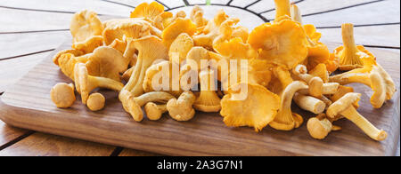 Finferli, materie selvatici funghi finferli su sfondo rustico. Organici chanterelle fresco su un tavolo. Foto Stock