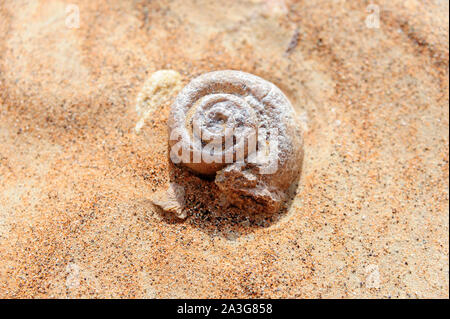 Lumaca fossile nel deserto di sabbia trovato in Medio Oriente Foto Stock
