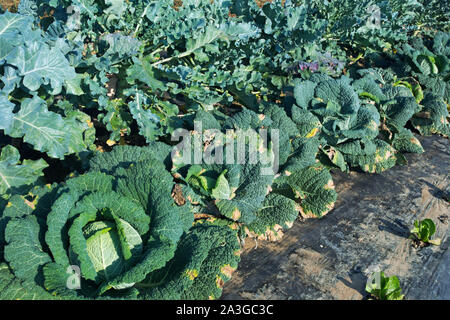Broccoli e cavoli Savoia nel campo Foto Stock