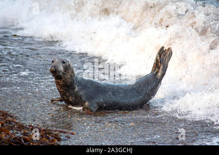 Mama femmina adulta guarnizione grigio al di fuori dell'acqua Foto Stock