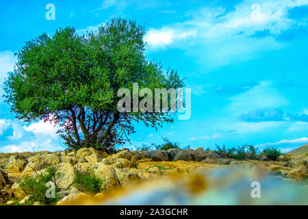 Se si ama veramente la natura, potrete trovare la bellezza ovunque Foto Stock