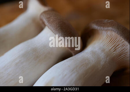 Re funghi Oyster su un banco di lavoro in legno Foto Stock