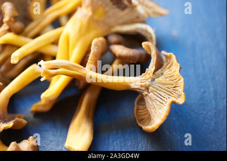 Selezione di wild foraged funghi su un piano di lavoro di una cucina Foto Stock