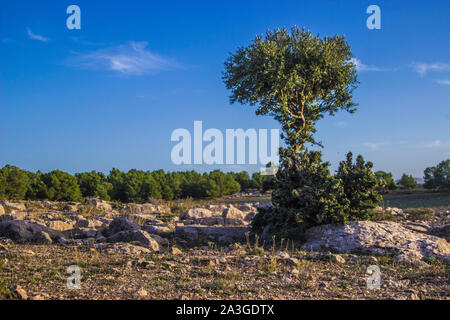 Se si ama veramente la natura, potrete trovare la bellezza ovunque Foto Stock