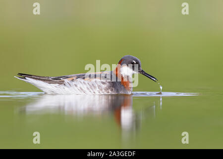 Una femmina adulta Rosso Colli (Phalarope Phalaropus lobatus) alimentazione in acqua Foto Stock