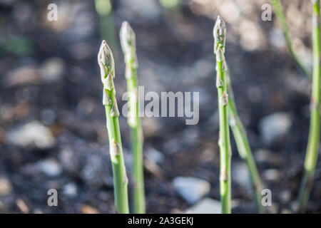 Gli asparagi selvatici raccolti nei boschi Foto Stock