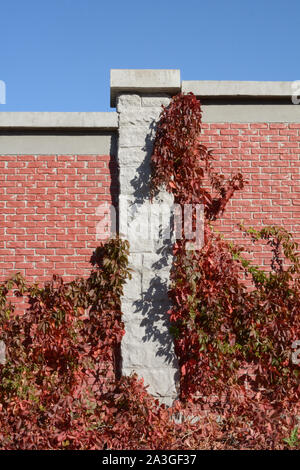 Autunno virginia vitigno del superriduttore o Parthenocissus quinquefolia salendo su un muro di mattoni Foto Stock