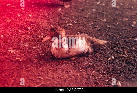 Anatra domestica di essere nella penna o in gabbia è seduto per terra in appoggio. La luce colorata colpisce l'uccello. Il concetto di pollame e una naturale Foto Stock