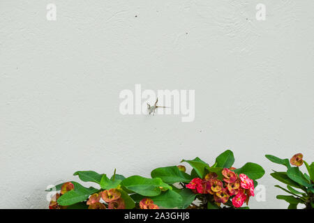 Gecko correndo su un muro, di fronte ad alcuni bei fiori Foto Stock