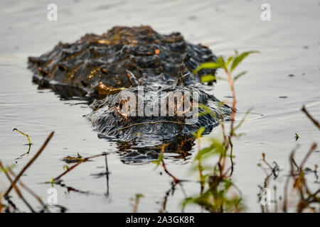 Il coccodrillo americano stalking la sua preda Foto Stock