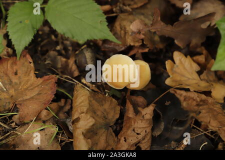 Ciuffo di zolfo toad sgabello in foresta Foto Stock