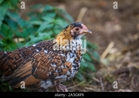 Ritratto di un giovane pollo - Stoapiperl / Steinhendl, un pericolo di razza di pollo dall' Austria Foto Stock