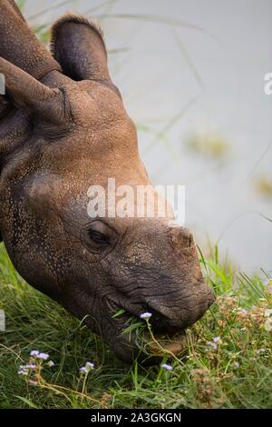 Il Nepal, Chitwan il parco nazionale, giovane maggiore di un corno di rinoceronte (Rhinoceros unicornis) mangiare Foto Stock