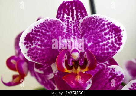 Falaenopsis rosa davanti a sfondo bianco Foto Stock