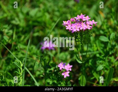 Centaurium erythraea è una specie di pianta flowering nella famiglia di genziana noti con i nomi comuni comuni e centaury centaury europea. Posizione orizzontale Foto Stock