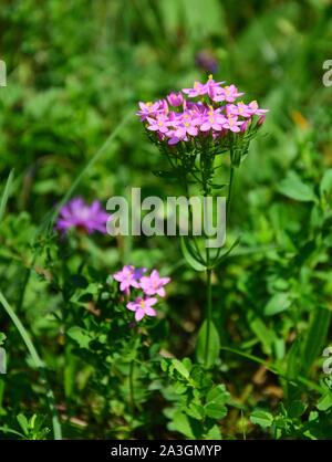 Centaurium erythraea è una specie di pianta flowering nella famiglia di genziana noti con i nomi comuni comuni e centaury centaury europea. In verticale Foto Stock