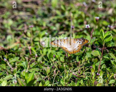 White farfalla pavone siede su minuscoli fiori bianchi Foto Stock