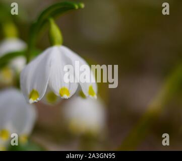 Foto macro di fiocco di neve, Leucojum aestivum. Leucojum è un piccolo genere di piante a bulbo nativo di Eurasia appartenenti alla famiglia Amaryllis Foto Stock