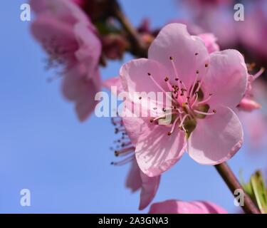 Peach sbocciare fiori contro il cielo blu in primavera. Foto macro. Concetto di primavera. Pesca fiore con spazio di copia Foto Stock