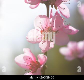 Peach sbocciare fiori contro il cielo blu in primavera. Foto macro. Concetto di primavera. Pesca fiore con spazio di copia Foto Stock