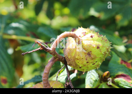 Castagno di cavallo su albero, castagno con frutta Foto Stock
