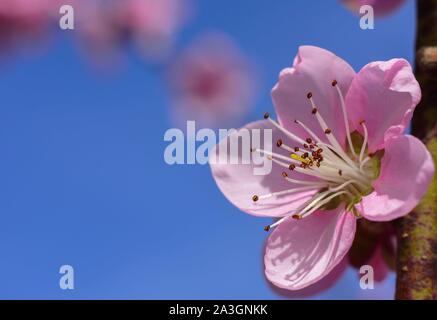 Peach sbocciare fiori contro il cielo blu in primavera. Foto macro. Concetto di primavera. Pesca fiore con spazio di copia Foto Stock