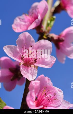 Peach sbocciare fiori contro il cielo blu in primavera. Foto macro. Concetto di primavera. Pesca fiore con spazio di copia Foto Stock