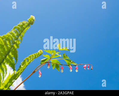 Concetto Springstime. Boccioli rosa Lamprocapnos spectabilis, cuore di sanguinamento o sanguinamento asiatico-cuore e verde giovane foglia di felce contro il cielo blu Foto Stock