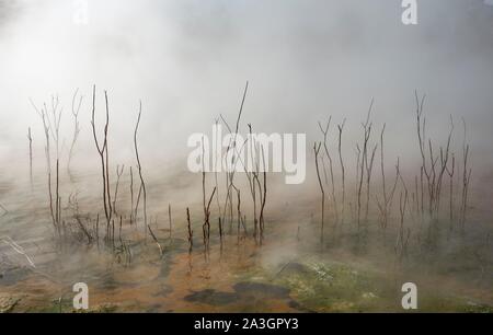 Rami morti nel lago termale, acqua di cottura a vapore, primavera calda, parco Kuirau, Rotorua, Nuova Zelanda Foto Stock