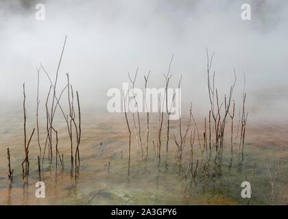 Rami morti nel lago termale, acqua di cottura a vapore, primavera calda, parco Kuirau, Rotorua, Nuova Zelanda Foto Stock